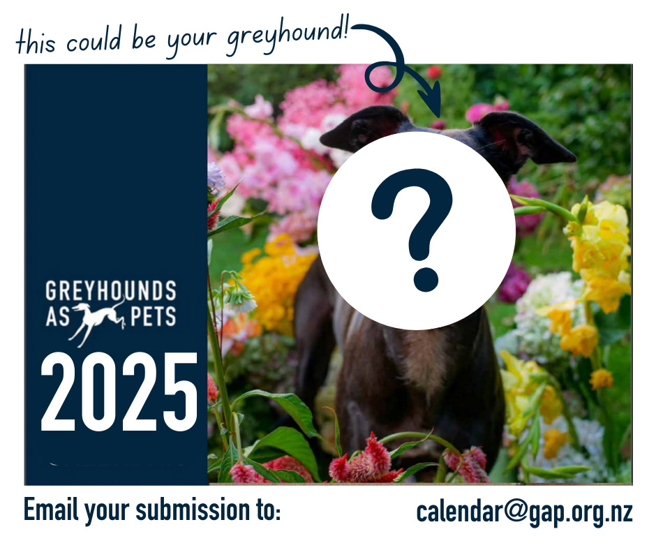 2025 Calendar Submissions Greyhounds as Pets